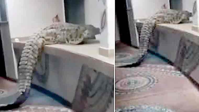 زمبابوے میں ہوٹل کے کچن میں مگرمچھ داخل 