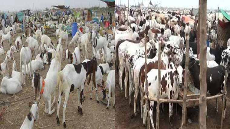 مویشی منڈی میں گہما گہمی ،جانور 25 ہزار سے متجاوز 