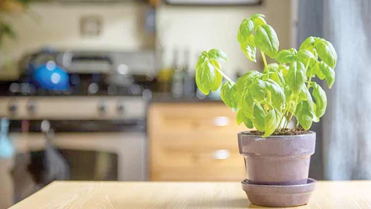  کیڑوں کو گھر سے دور رکھنے والے 5عام پودے