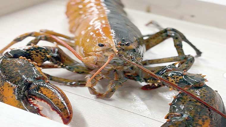 امریکا میں پکڑا جانے والا نایاب دو رنگی لابسٹر