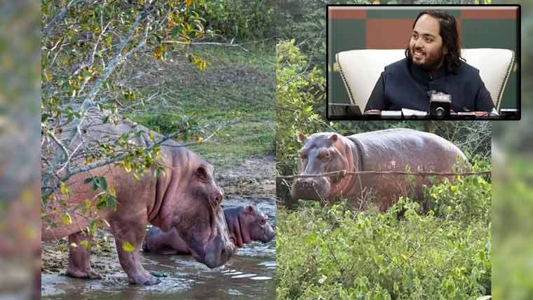 اننت امبانی کی کولمبیا کے ہپوز  بھارت منتقل کرنیکی پیشکش