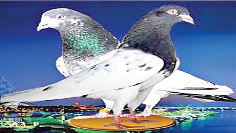  کبوتروں کی اڑان کے مقابلے 