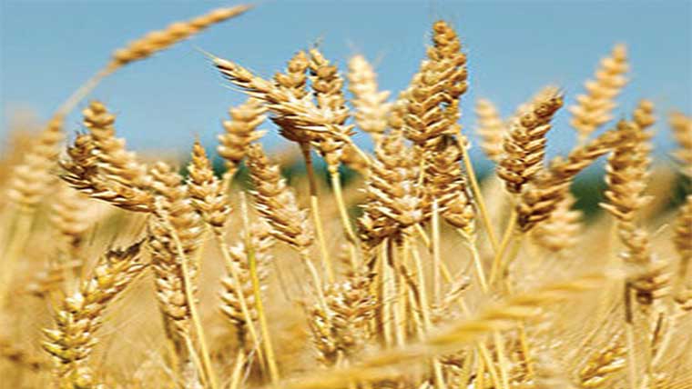 کٹائی میں تیزی ،قیمت میں اضافہ 