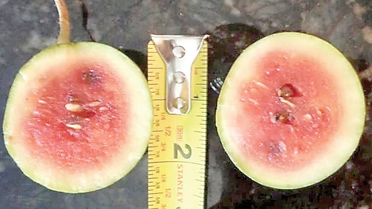 شوقیہ بریڈرز نے مرغی کے انڈے کے برابر تربوز اُگا لیا