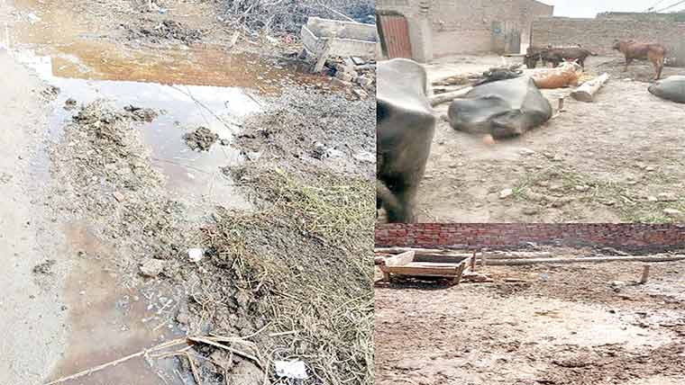 موضع ہرسہ بلھہ میں صفائی کے ناقص انتظامات، مکین پریشان
