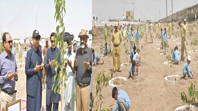 شجرکاری مہم تیز، چک جھمرہ روڈ پر 20ہزار پودے لگائے گئے