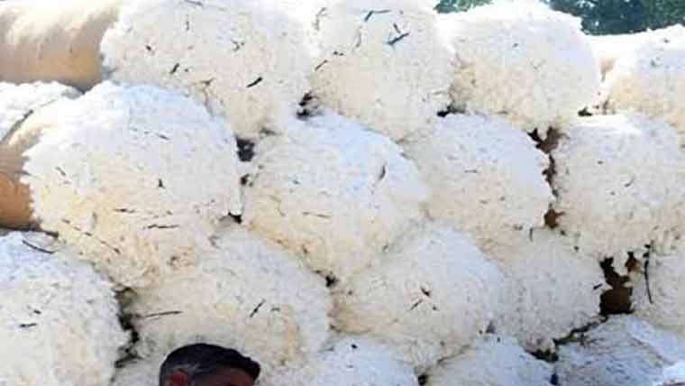 حالیہ بارشیں، روئی کی قیمتوں میں استحکام کے بعد تیزی کارجحان