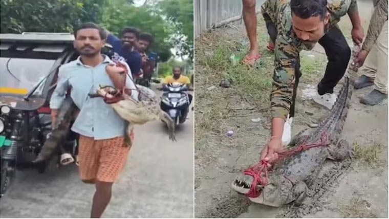 بھارت:کسان 5فٹ لمبا زندہ  مگرمچھ کندھے پر اٹھا کر تھانے پہنچ گیا