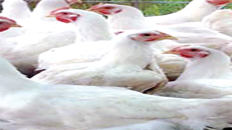  گوشت 21روپے کلو سستا