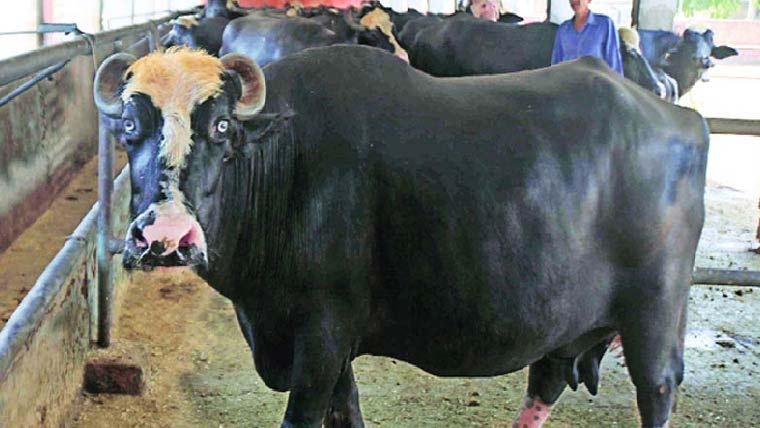 بھینسوں کے دودھ کا سالانہ مقابلے \