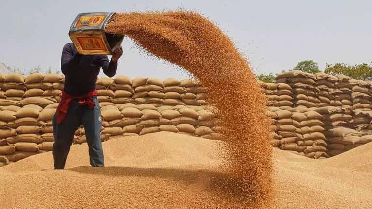 پنجاب میں گندم کے سرپلس ذخائر 5.4 ملین میٹرک ٹن 