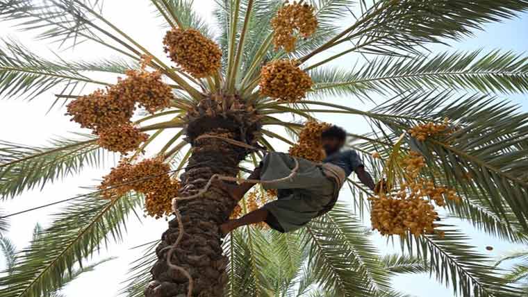 سندھ میں شدید گرمی، کھجور مزدور رات 2 بجے کام پر مجبور