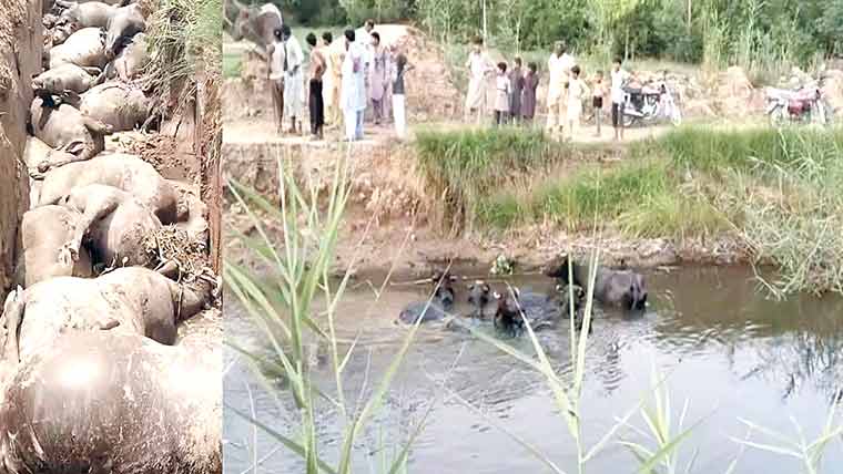 بھیرہ میں سیم نالہ مویشیوں کیلئے موت کا جال بن گیا