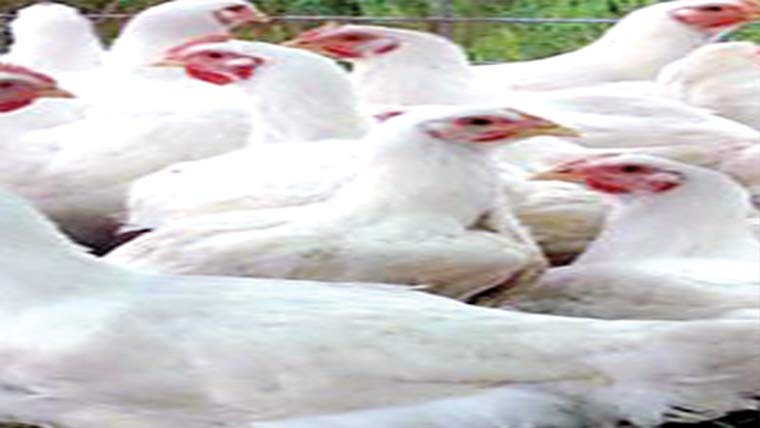 گوشت 15روپے کلو سستا 