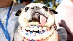 دنیا کے بدصورت ترین کتے کا اعزاز ’’جنی لو‘‘ کے نام 