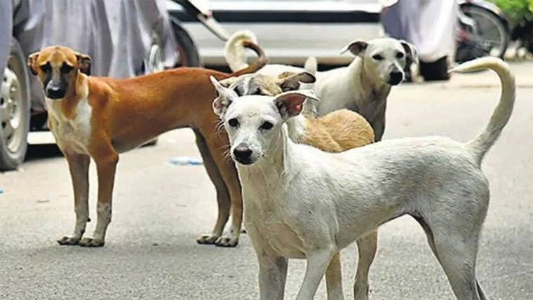  آوارہ کتوں کی بہتات،ریبیز سے ایک اور نوجوان جاں بحق