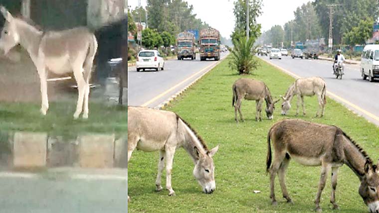 سمبڑیال :سڑک پر آوارہ جانوروں کا گشت ، حادثات کا خدشہ