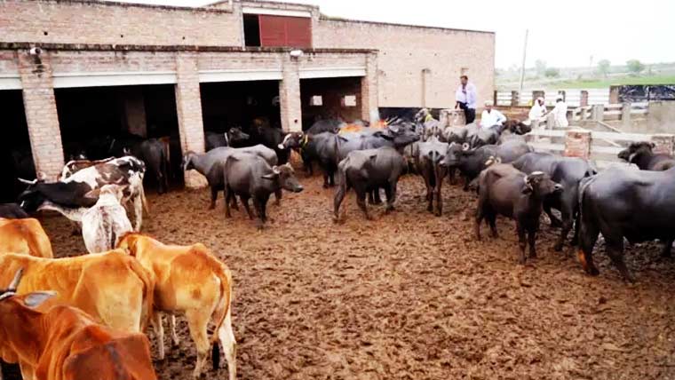 فیصل آباد: شہری علاقوں سے مویشیوں کے انخلا کی آخری وارننگ، 20 ستمبر تک مہلت