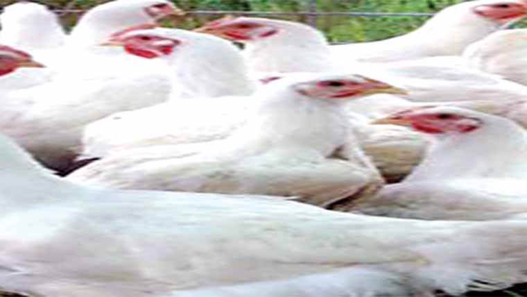  قیمت میں7روپے کلو اضافہ