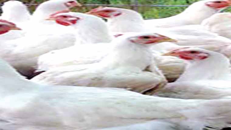 مردہ مرغیوں سے بھری گاڑی پکڑی گئی 