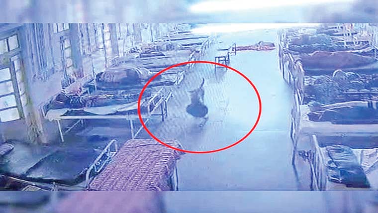 بھارت:کتا ہسپتال سے لاکھوں کے زیورات لے کر بھاگ گیا