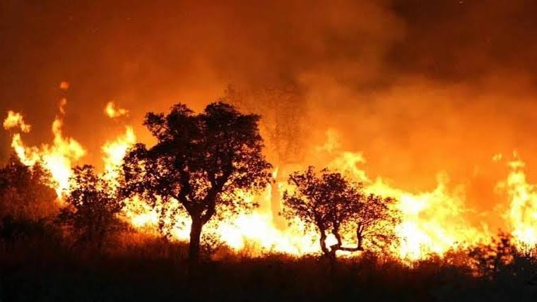  الجزائر میں جنگلات کی آگ  سے 12 افراد ہلاک