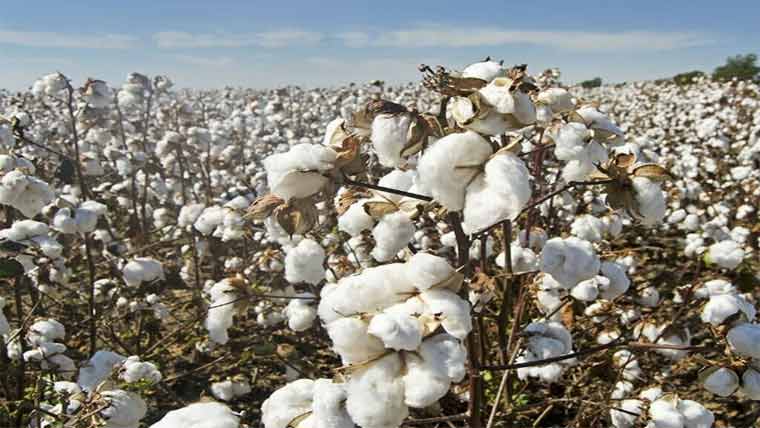  کوالٹی کاٹن کے بھاؤ میں  بہتری کا عنصر غالب رہا