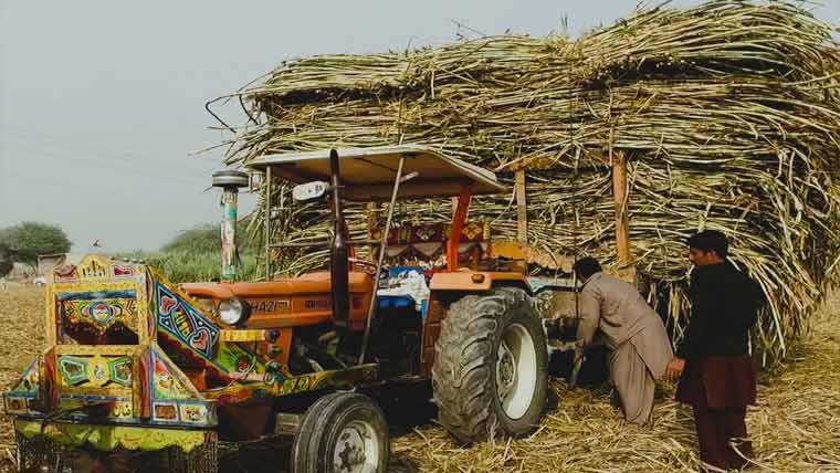 فیصل آباد میں گنے کی اوورلوڈ ٹریکٹر ٹرالیوں کیخلاف کارروائی