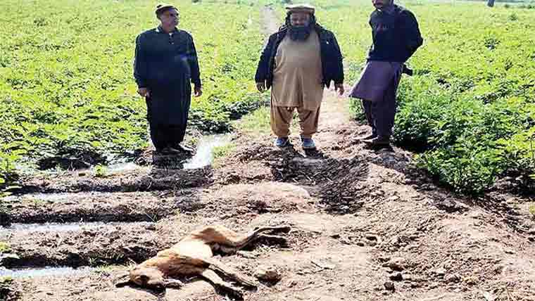  شاہ پور صدر میں آوارہ کتوں کا حملہ، متعدد شہری زخمی ہو گئے