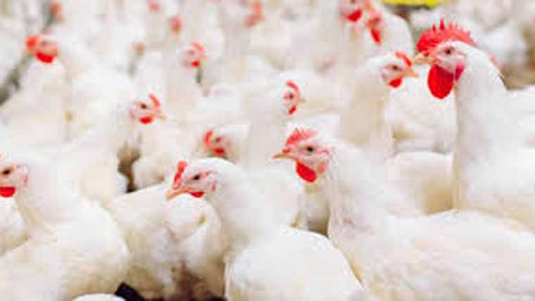 بسنت پر لاہور میں مرغی کے گوشت کی قیمتیں بڑھ گئیں