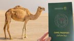 سعودی عرب میں اونٹوں  کیلئے پاسپورٹ 