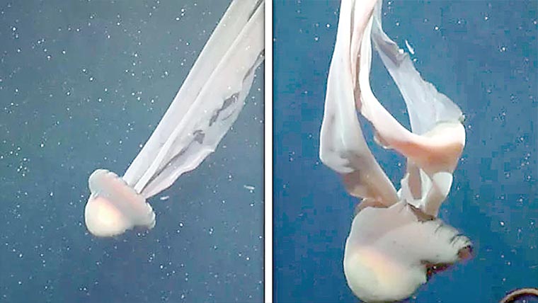 نایاب دیوہیکل ’’فینٹم ‘‘جیلی فِش کی ویڈیو وائرل