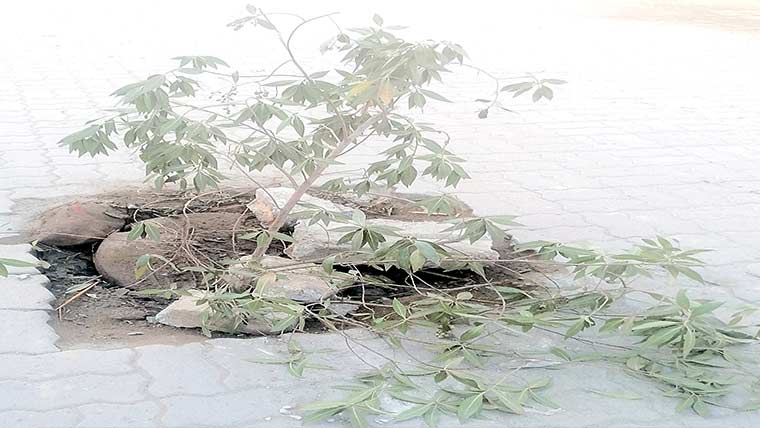 ڈسکہ :انتظامیہ نے کھلے گٹروں پر در خت کی شاخیں رکھ دیں 