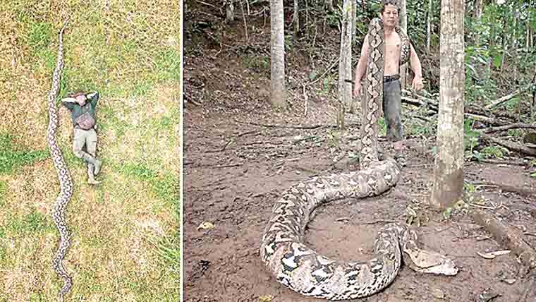 دنیا کا سب سے لمبا جنگلی سانپ انڈونیشیا میں دریافت