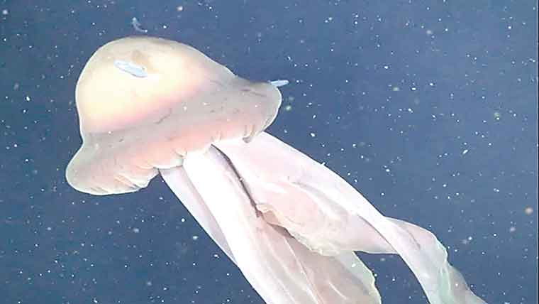 گہرے سمندر میں نایاب دیوہیکل جیلی فش کی دریافت 