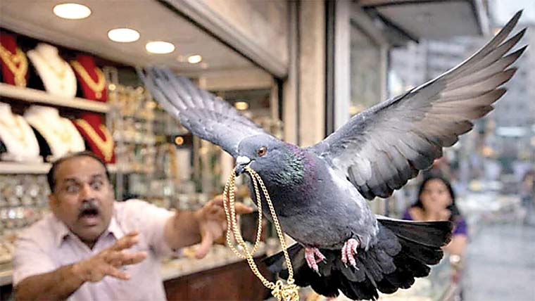 کبوتر 1لاکھ روپے مالیت کی سونے کی چین لے اُڑا