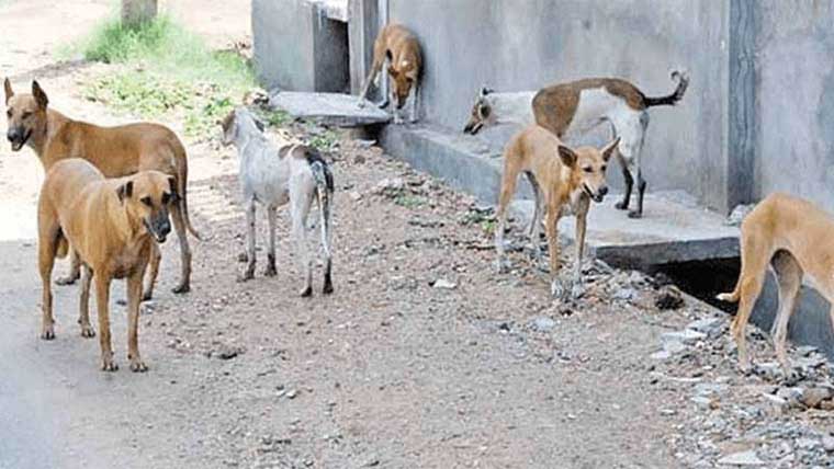 گلی محلوں میں آوارہ کتوں کی بہتات ، بچوں، خواتین اور معمر افراد کی زندگیوں کو شدید خطرات 