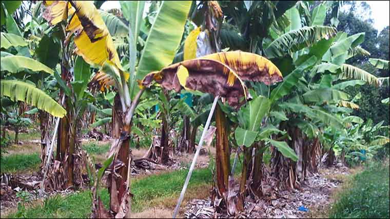 سندھ میں کیلے کے باغات پر پاناما مرض کا شدیدحملہ