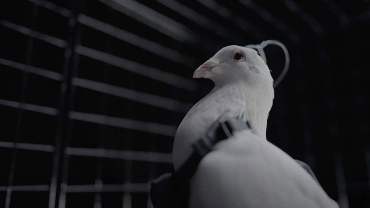 روسی کمپنی کا کبوتروں کو نگران ڈرون میں بدلنے کا دعویٰ