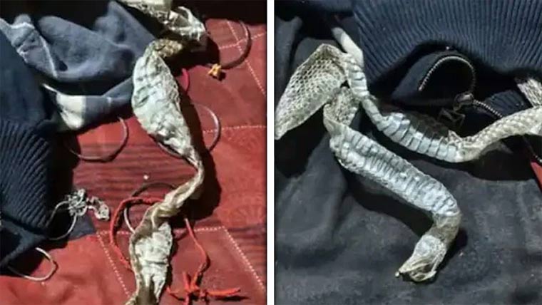  لڑکی پراسرار طور پر لاپتہ، کمرے سے سانپ کی کھال برآمد