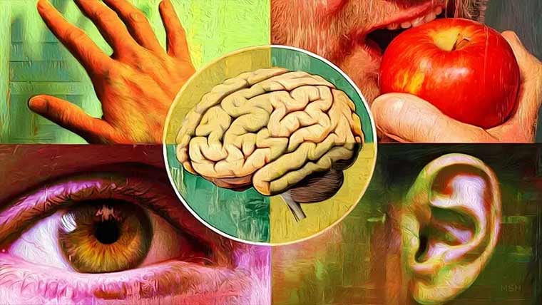 انسان میں 5نہیں بلکہ 33حواس ہوتے ہیں، نئی تحقیق