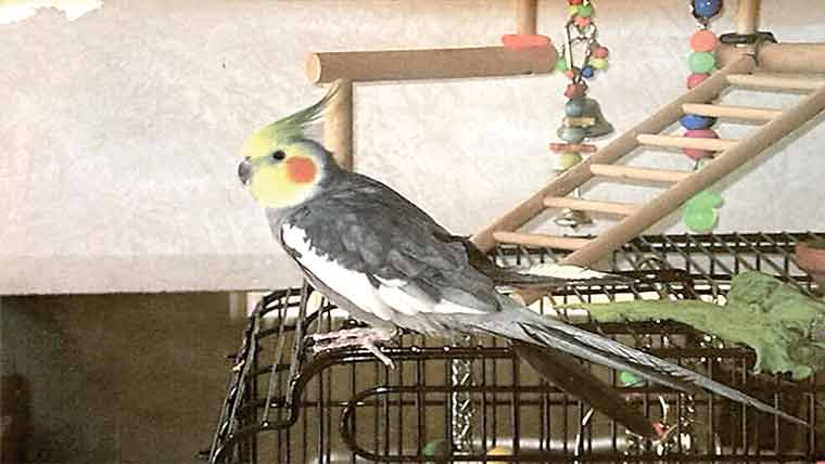  پالتو کاکٹیل کا سب سے معمر طوطے کا گنیز ورلڈ ریکارڈ 