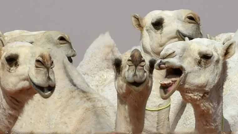 اونٹوں کا مقابلہ حسن، بوٹوکس والے اونٹ مقابلے سے باہر