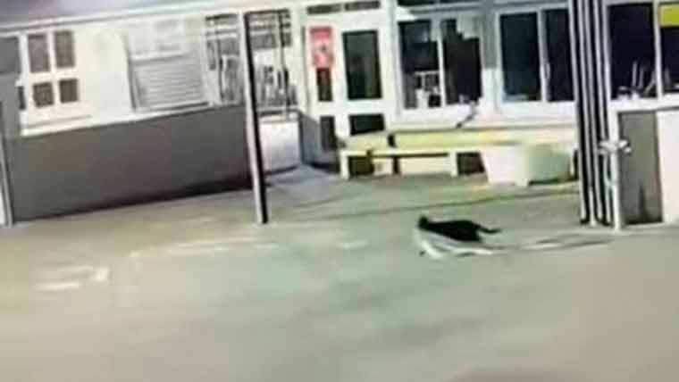 نیوزی لینڈ ،ایک سال سے سکول سے اشیا چرانے والی بلی