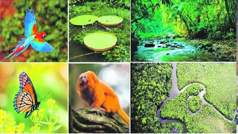 حیاتیاتی تنوع کی بحالی ،ای ایف یو لائف کاگرین کمٹمنٹ کا آغاز