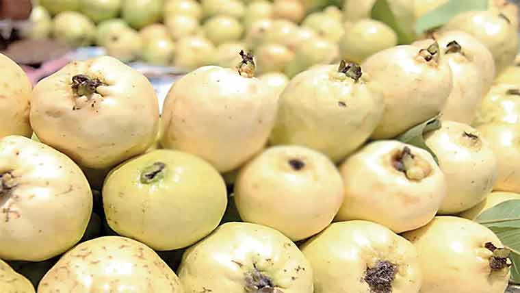 امرود کے پتے بھی صحت کے ضامن ،دل کیلئے خصوصاً مفید