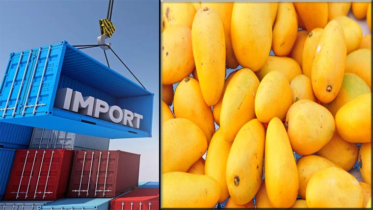 برآمدی منڈیاں متاثر، شعبہ آم کو رواں سال چیلنجز درپیش