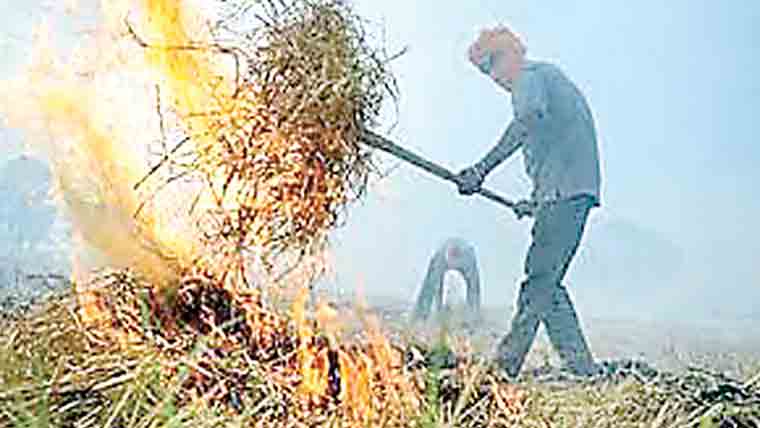  مخالف کے درختوں کو آگ لگا دی 