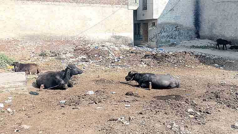 علی پورچٹھہ:گنجان علاقوں میں گوبر ، کوڑے کے ڈھیر 