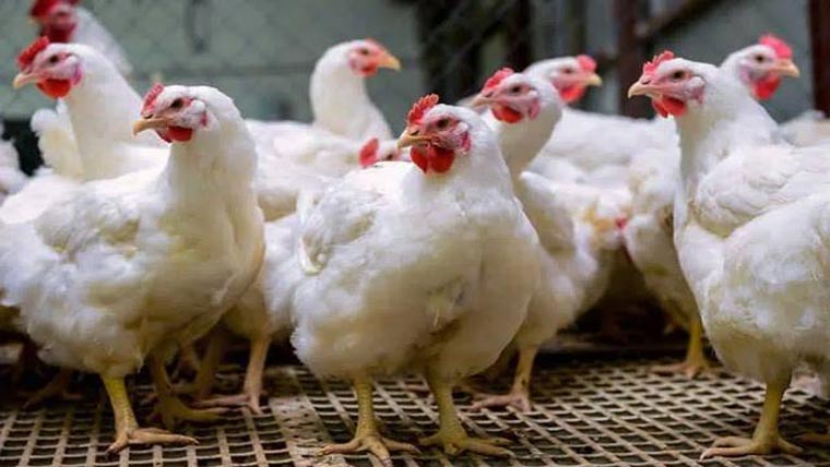 ایک کلو کے نام پر 900 گرام برائلر کی فروخت